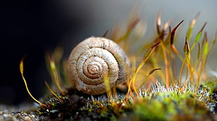 selective focus photography of snail HD wallpaper