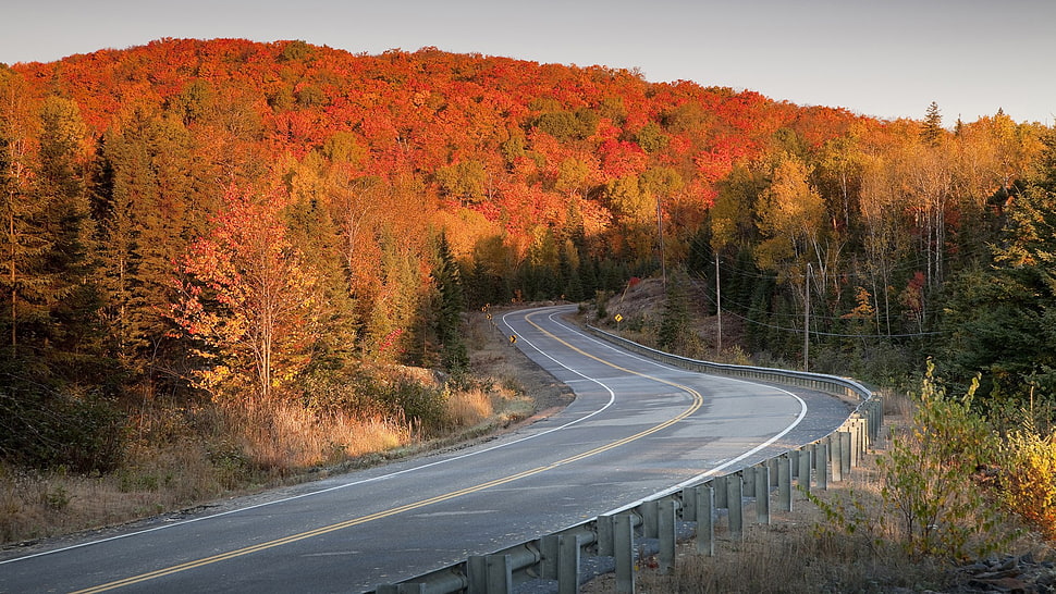 orange leafed trees, landscape HD wallpaper