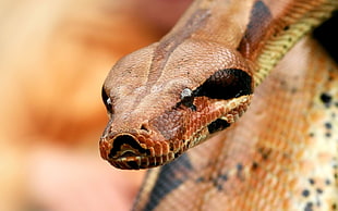 brown snake, reptiles, snake, python, animals HD wallpaper
