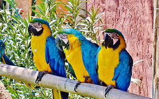 three blue-and-yellow macaws, parrot, macaws, animals, birds