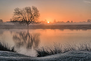 tree without leaf beside the river HD wallpaper