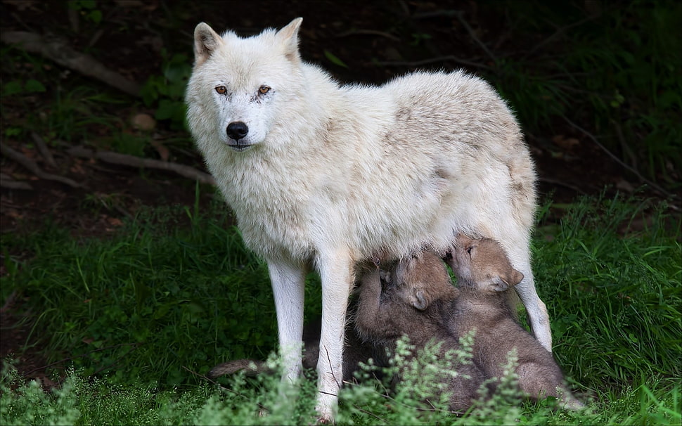 white and brown wolf, nature, animals, wildlife, wolf HD wallpaper