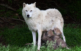 white and brown wolf, nature, animals, wildlife, wolf