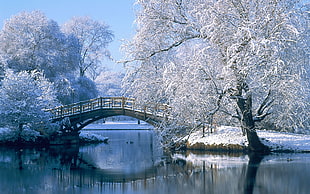 snow cape trees beside body of water with steel bridge