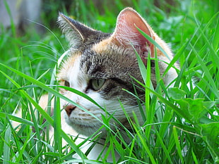 white and grey cat laying on green grass field