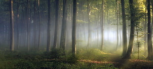 forest during sunrise