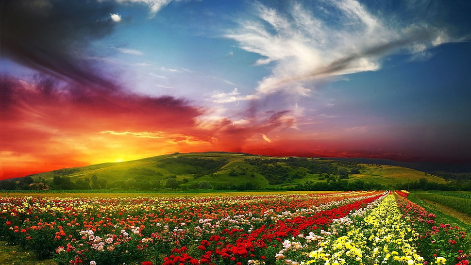 red flowers, flowers HD wallpaper