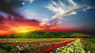 red flowers, flowers HD wallpaper