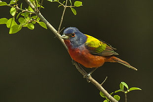 photo of bunting perching on tree