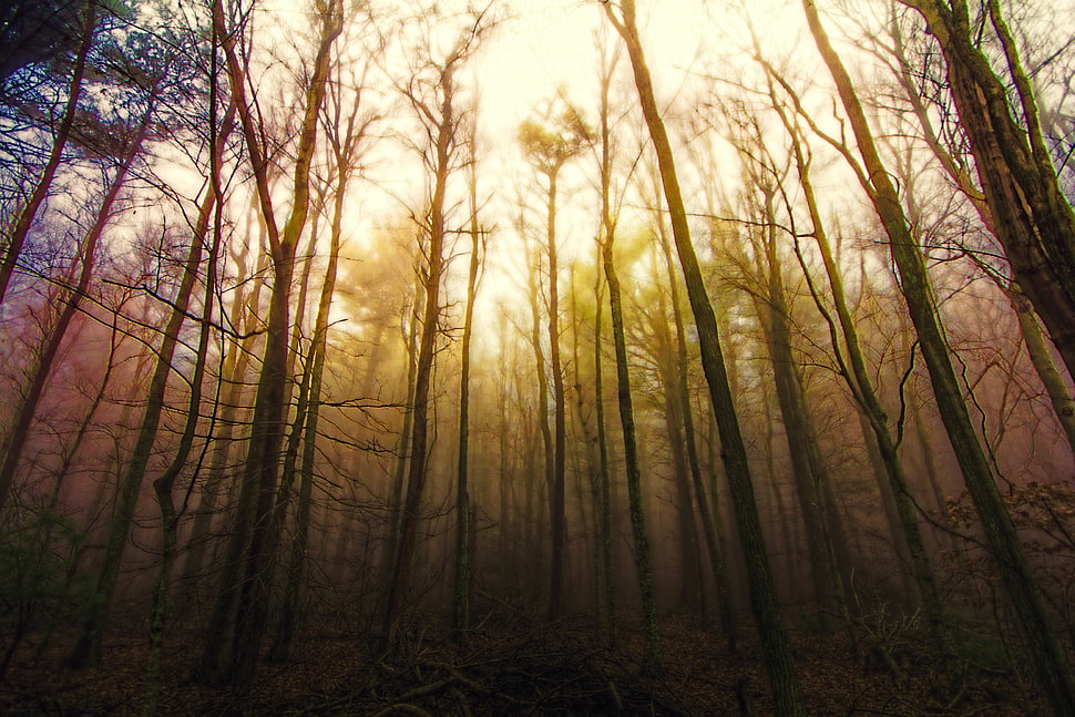 low angle photo of trees taken during daytime HD wallpaper