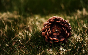 close-up photography of brown pine cone on green grass