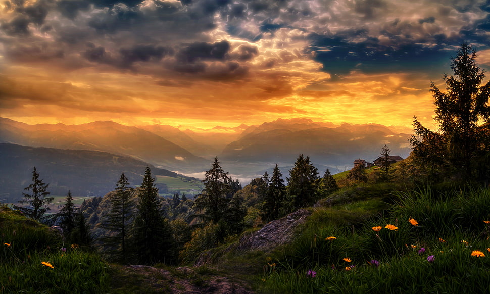 orange petaled flower, path, landscape, trees, HDR HD wallpaper