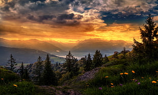 orange petaled flower, path, landscape, trees, HDR