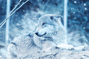 Photo of gray Snow wolf