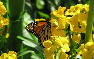 monarch butterfly perched on yellow petaled flower HD wallpaper