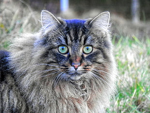 gray and black Maine Coon cat