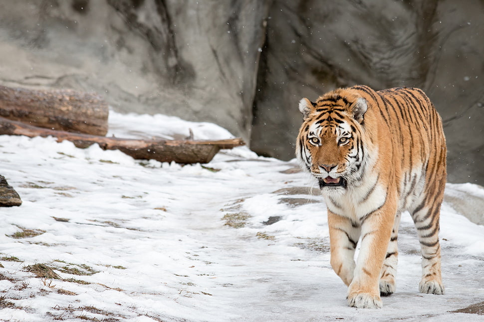 brown and white tiger walking on snowfield HD wallpaper