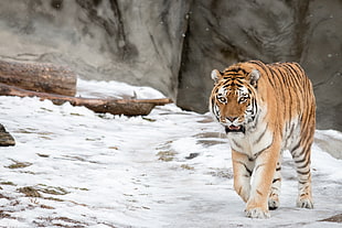 brown and white tiger walking on snowfield
