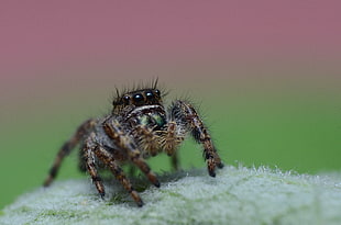 tilt shift lens photography of brown spider, jumping spider