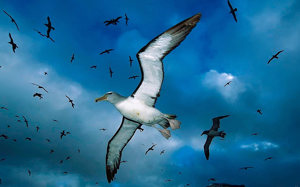 shallow focus of flying birds HD wallpaper