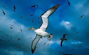 shallow focus of flying birds