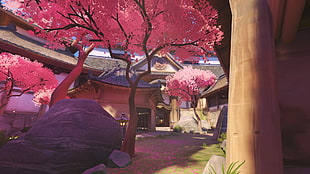 pink sakura trees inside house complex