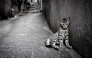 tabby cat leaning on wall between pavement