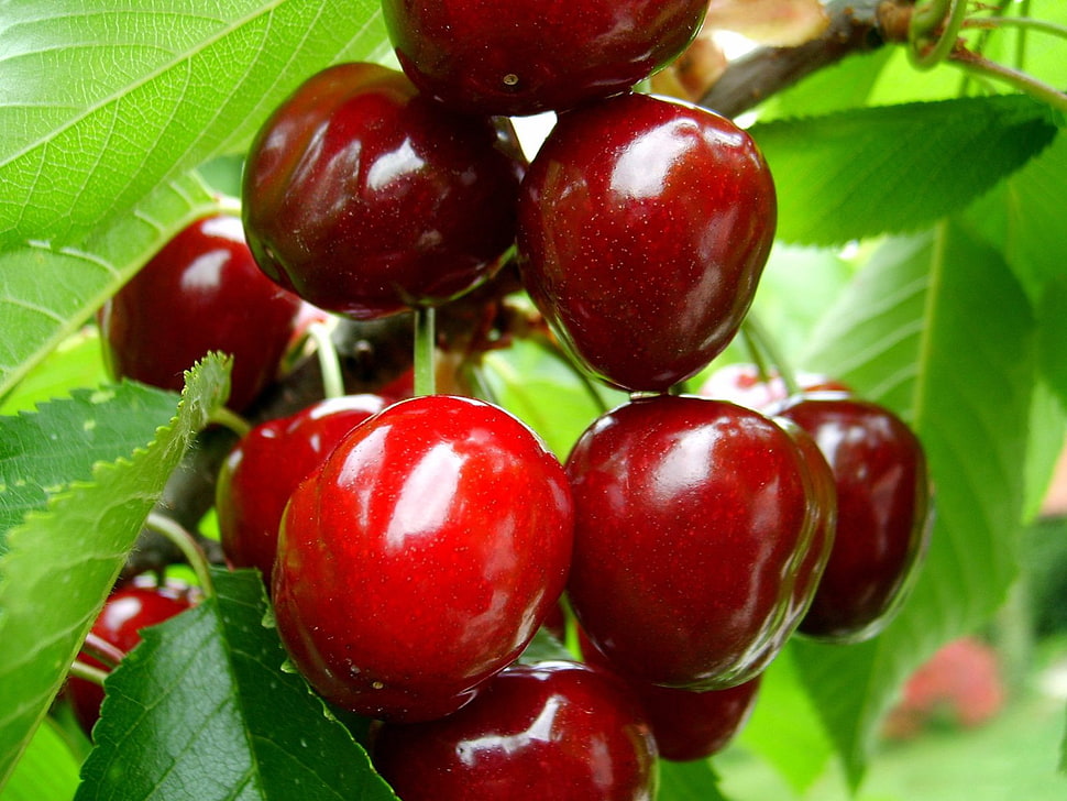 red cherries HD wallpaper