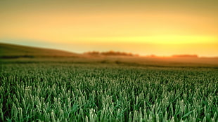 green wheat field, field, plants, landscape, sky HD wallpaper