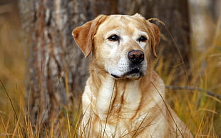 brown short coat dog near brown tree