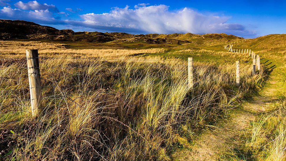 brown and white wooden fence, nature HD wallpaper