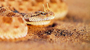 brown rattle snake, snake HD wallpaper