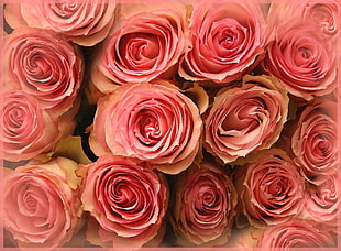 bunch of pink roses HD wallpaper