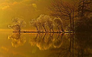 landscape photo of green leaf trees near body of water