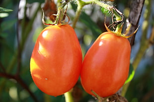 two orange tomatoes, Tomatoes, Branch, Ripe