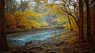 brown leafed trees, landscape, river, nature