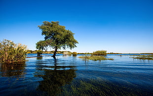green leave tree on body of water during daytime