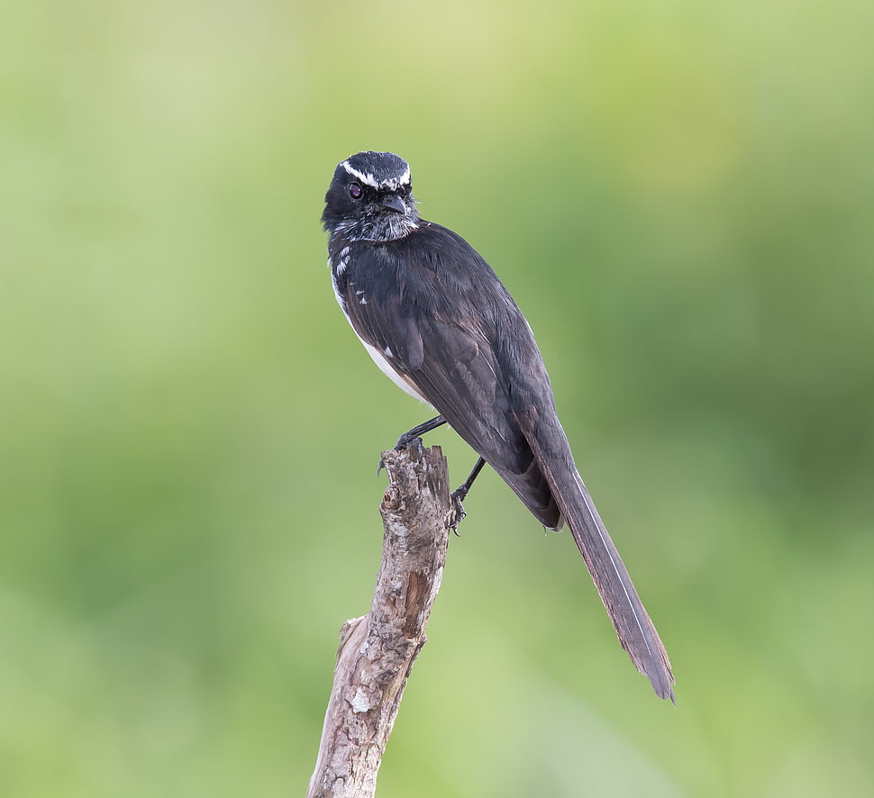 selective focus photography of black bird perching on branch, willie wagtail, rhipidura HD wallpaper