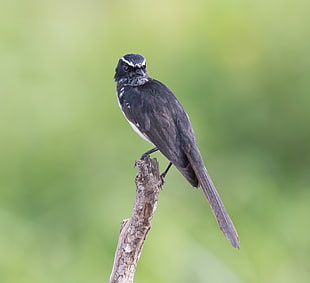 selective focus photography of black bird perching on branch, willie wagtail, rhipidura