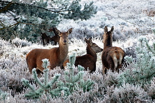 three brown deer standing between grass at daytime