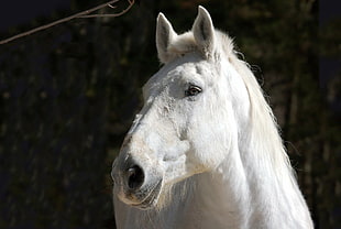 portrait of white horse HD wallpaper