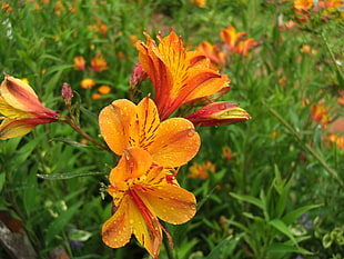close photo of orange petaled flower
