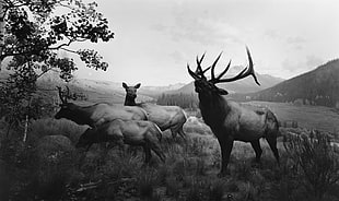 grayscale photo of deers, nature, animals, deer, monochrome