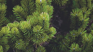 green pine plant HD wallpaper