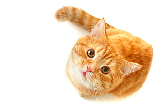 orange Tabby cat on white surface