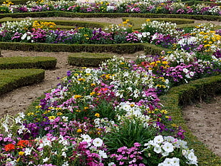 multicolored of garden flowers HD wallpaper