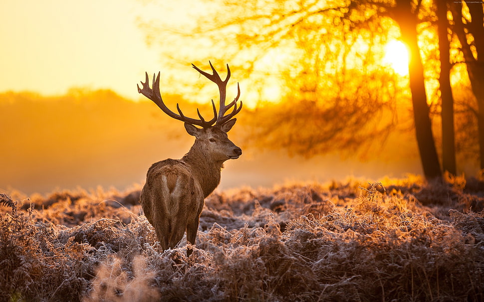 landscape photo of reindeer under golden hour HD wallpaper