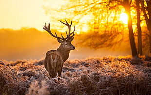 landscape photo of reindeer under golden hour