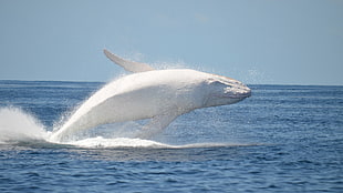 white whale, nature, animals, whale HD wallpaper