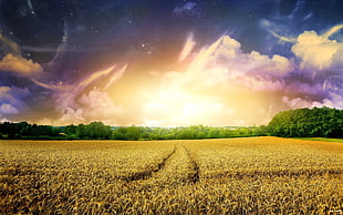 corn field, nature, sunset, space art, space HD wallpaper